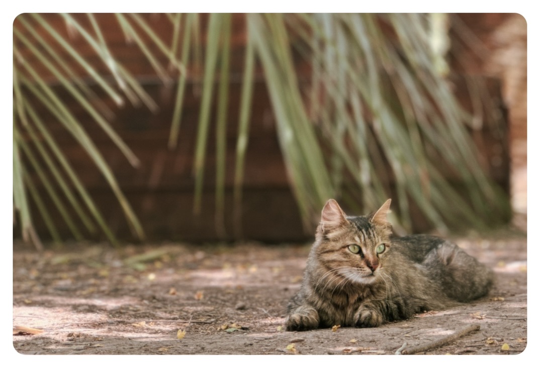 cat